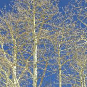 Thunbathai Kanda Varusham