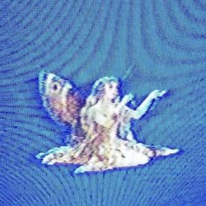 in the guise of a dove