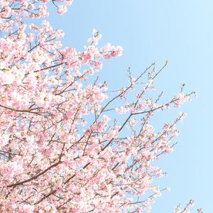 忘掉种过的花重新出发