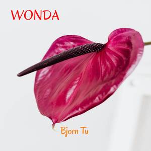 Wonda