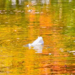 你抱怨夏天太短