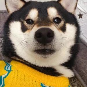 蚊子情歌prod fantom