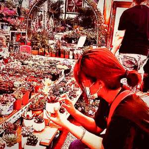 《白色仙人掌》不插电