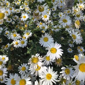 无名的人（cover：孙楠）