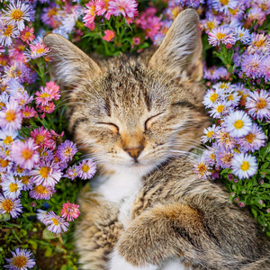 Armonizando La Armonía Del Gato