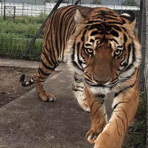 末班车（cover：萧煌奇）