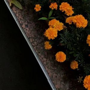漠河舞厅