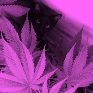 Secret of the pink planet.（Proby BECU BESTZ）