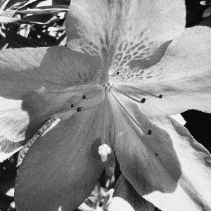 [Free] To Be True "Jazz Sampling"