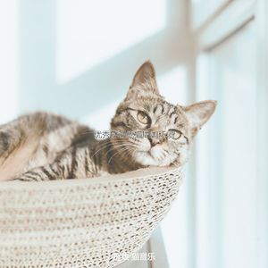 诗意的小猫节奏
