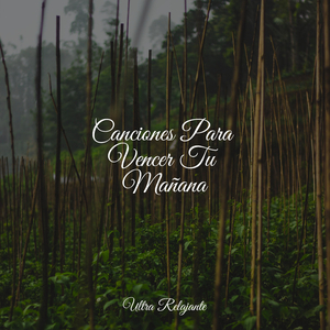 Rocío Sobre El Musgo