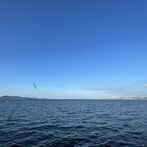 共赴天涯爱永不渝