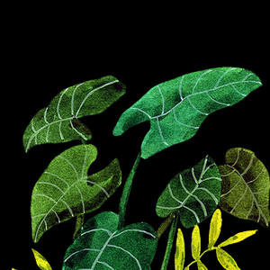 散文集（Cover 宇宙第一帅的大宽）