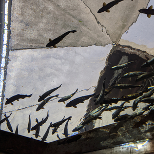 Song For Two Pianos In Eb