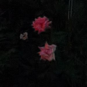 枯萎