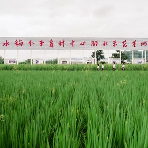 禾下乘凉梦-耘歌学员：刘洣悠 王渝茜 梅映雪 程轩