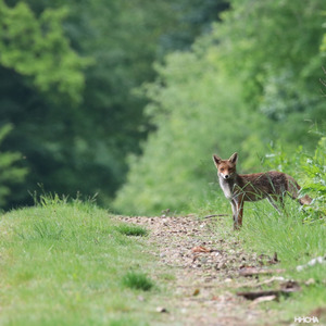 Good Vibes Only path