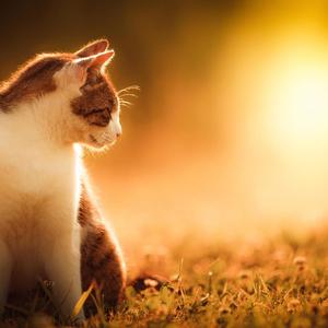 谁人能懂我悲伤 (3)