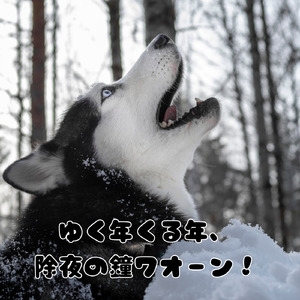 ゆく年くる年、除夜の鐘ワオーン！