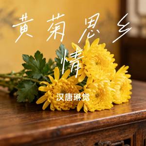 黄菊思乡情