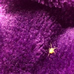 Peaches and apricots