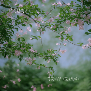 落花拾梦（箫演奏版）
