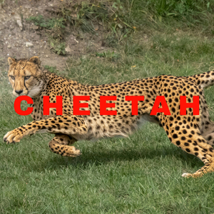 Cheetah