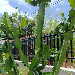 Lạc quan lên mà sống