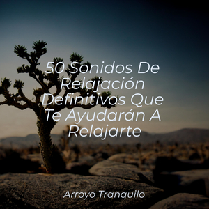 Reflexiones Tranquilas