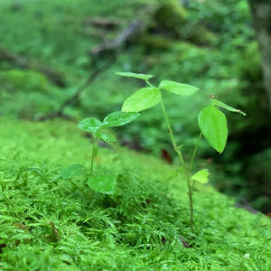 KIKYUU (feat. SAKURA)