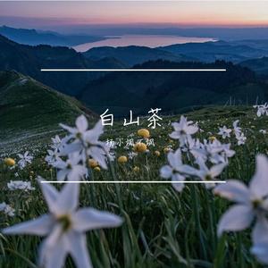白山茶（cover陈雪凝）
