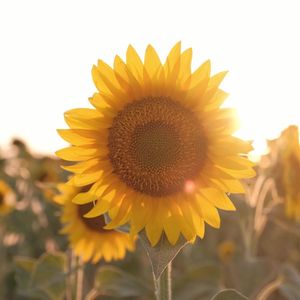 夏を見送った日