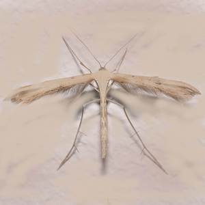 Emmelina (new mix emmelina)