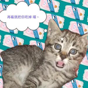 Cat Child