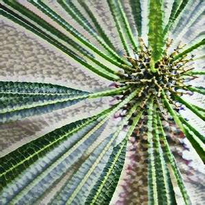 Shoulders Pleuralgia