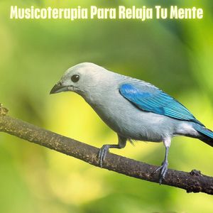 Fomenta La Relajación Profunda