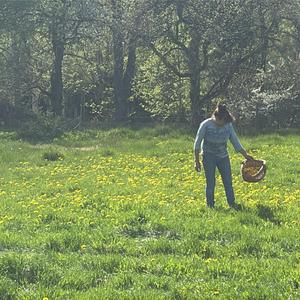 Butterblumen Stangen