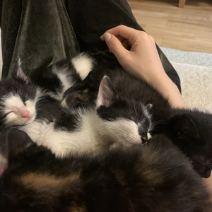 小狗小猫-存在过的爱.wav