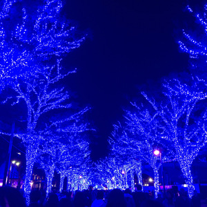 ファーストマダム