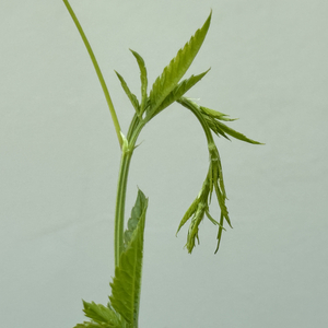 假如今夜彗星lailin来临.wav