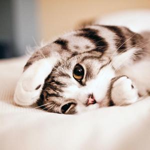 皇家萌卫（钢琴版）（翻自 灵空音乐）