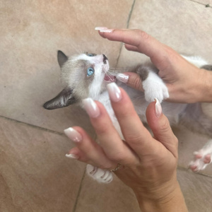 Laut Gedacht (Bam Ba Bam)