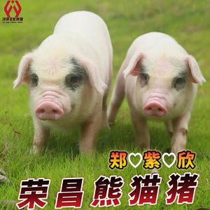 荣昌熊猫猪(伴奏)