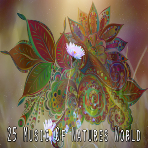 纯净宁静的森林