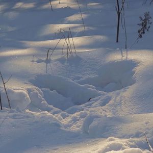 楼顶上的小斑鸠