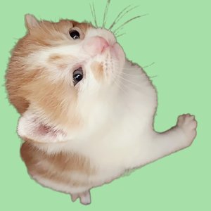 Gatito Chispeante（短路小猫）