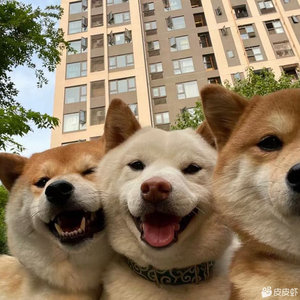 肖亮-茶（牧）（牧雪峰 remix）