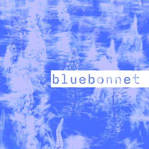 Bluebonnet