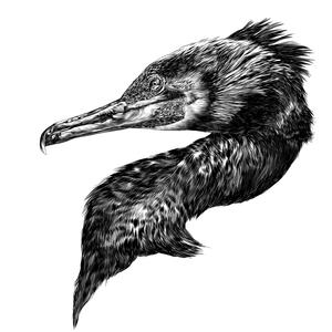 Colmado (Live in Partovia)