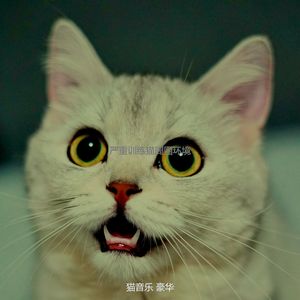 安静的可爱猫咪声音